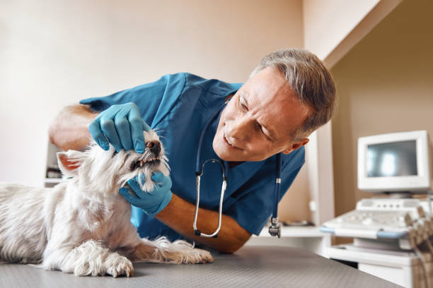 Best Emergency Dental Care for Broken or Chipped Teeth in Bellwood, VA